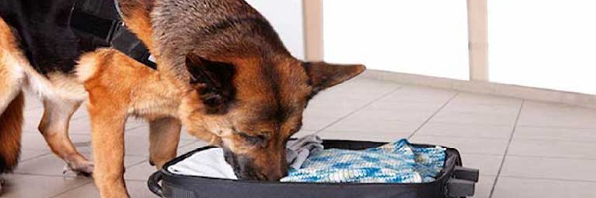 canin-sniffing-dog-bed-bugs-small